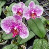 Phal. I-Hsin Stacy 3.0"