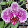 Phal. I-Hsin Stacy 3.0"