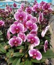 Phal. I-Hsin Stacy 3.0"