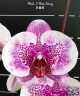 Phal. I-Hsin Stacy 3.0"