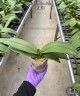 Phal. I-Hsin Stacy 3.0"