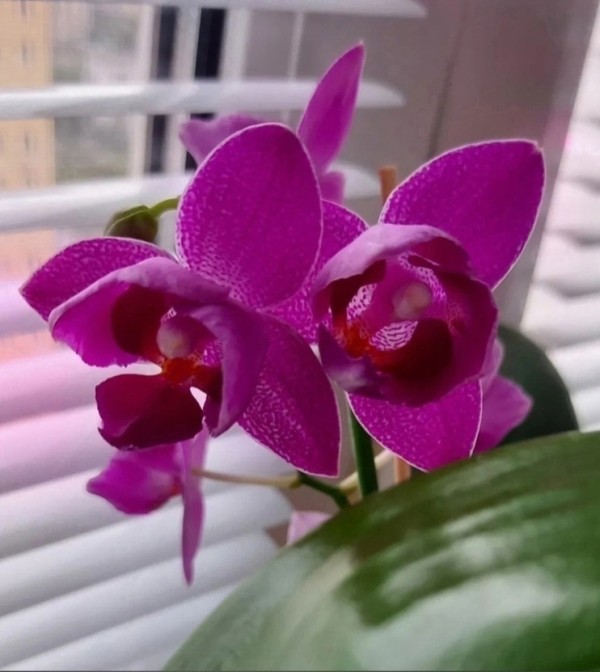 Phal. Lianher Happy Star '18' (peloric - 3 lips) 2.5''