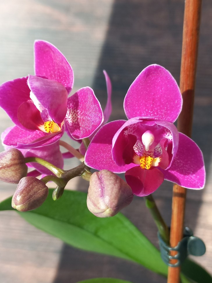 Phal. Lianher Happy Star '18' (peloric - 3 lips) 2.5''
