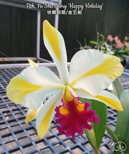 Rth. Fu Shu Glory 'Happy Holiday' 2.5"