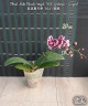 Phal. Miki Black Angel '364' (peloric - 2 eyes) 2.5''