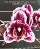 Phal. Miki Black Angel '364' (peloric - 2 eyes) 2.5''