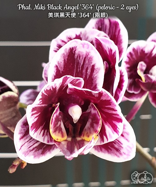 Phal. Miki Black Angel '364' (peloric - 2 eyes) 2.5''