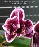 Phal. Miki Black Angel '364' (peloric - 2 eyes) 2.5''