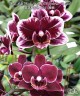 Phal. Miki Black Angel '364' (peloric - 2 eyes) 2.5''