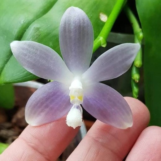 Phal. speciosa 'Yong Blue' 2.5"