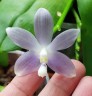 Phal. speciosa 'Yong Blue' 2,5"