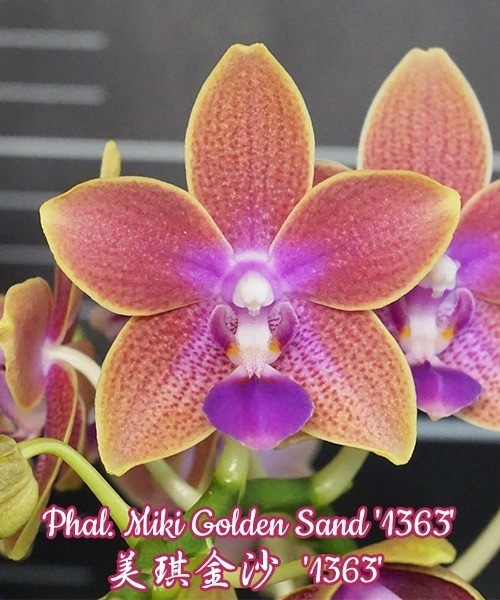 Phal. Miki Golden Sand '1363' 2.5'