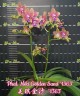 Phal. Miki Golden Sand '1363' 2.5'