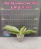 Phal. Miki Golden Sand '1363' 2.5'