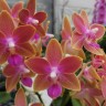 Phal. Miki Golden Sand '1363' 2.5'