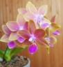 Phal. Miki Golden Sand '1363' 2.5'