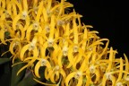 Den. speciosum 'Golden Rain' × sib 2.5''