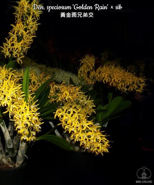 Den. speciosum 'Golden Rain' × sib 2.5''