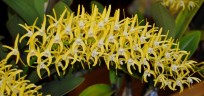 Den. speciosum 'Golden Rain' × sib 2.5''