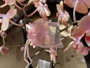 Парфюмерная фабрика Odorion / Aromio Sweet - Мультифлора (2 цветоноса; Ø 12 см) УЦЕНКА (отцветает)
