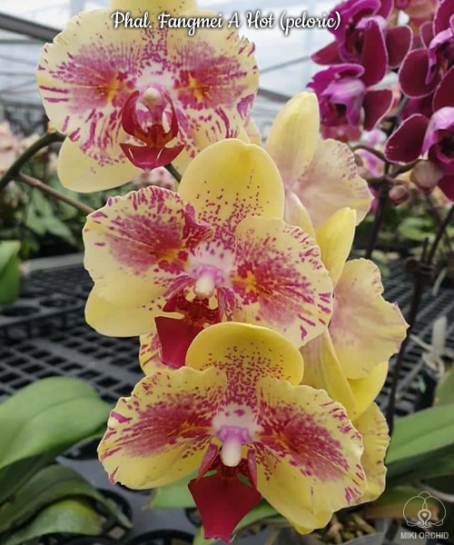 Phal. Fangmei A Hot (peloric) 2.5''