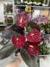 Anthurium Andreanum Delicata Just Perfection (Ø 14 см)