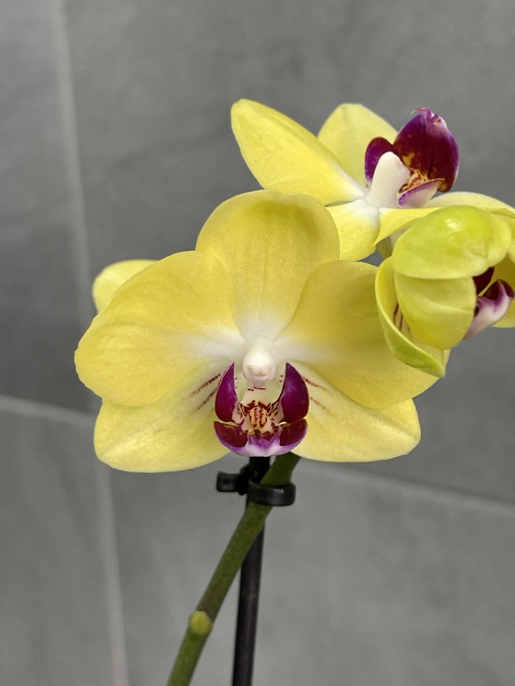 Yellow - Мультифлора (Серия Little Kolibri) (2 цветоноса; Ø 9 см ...