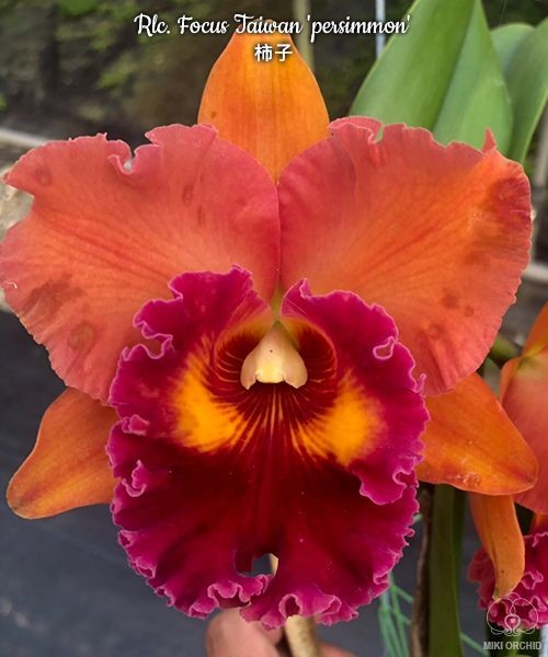 Rlc. Focus Taiwan 'persimmon' 2.5''