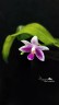 Phal. modesta × sib 2.5''