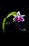 Phal. modesta × sib 2.5''
