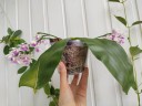 Phal. modesta × sib 2.5''