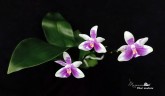 Phal. modesta × sib 2.5''