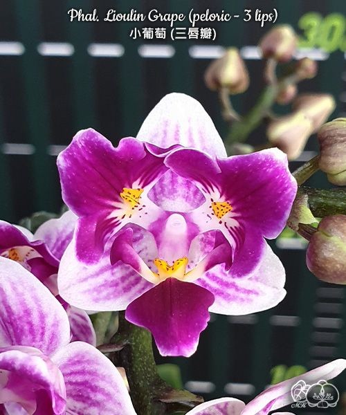 Phal. Lioulin Grape (peloric - 3 lips) 2.5"