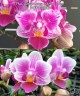 Phal. Lioulin Grape (peloric - 3 lips) 2.5"