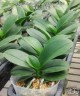 Phal. Lioulin Grape (peloric - 3 lips) 2.5"