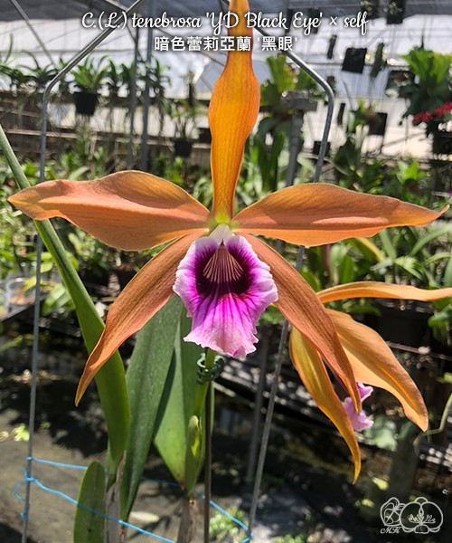 C.(L.) tenebrosa 'YD Black Eye' × self 2.5"