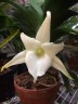 Angcm. magdalenae × sib 1.7"