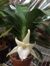 Angcm. magdalenae × sib 1.7"
