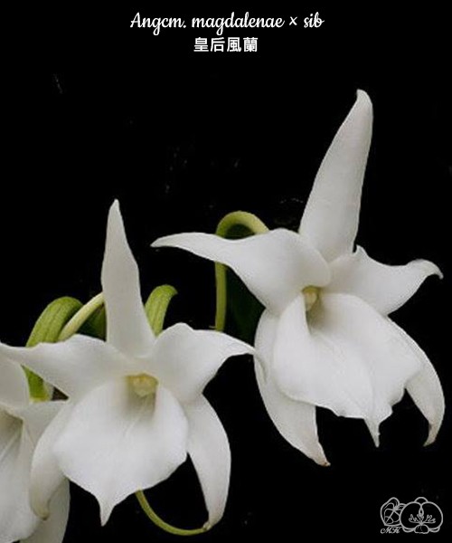 Angcm. magdalenae × sib 1.7"