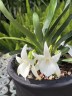 Angcm. magdalenae × sib 1.7"