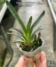 Angcm. magdalenae × sib 1.7"