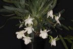Angcm. magdalenae × sib 1.7"