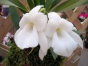 Angcm. magdalenae × sib 1.7"