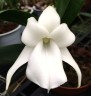 Angcm. magdalenae × sib 1.7"