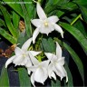 Angcm. magdalenae × sib 1.7"
