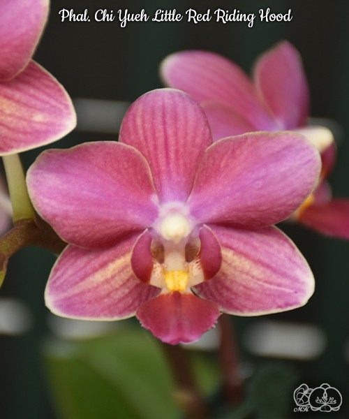Phal. Chi Yueh Little Red Riding Hood 2.5''