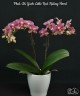 Phal. Chi Yueh Little Red Riding Hood 2.5''