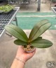 Phal. Chi Yueh Little Red Riding Hood 2.5''