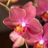 Phal. Chi Yueh Little Red Riding Hood 2.5''
