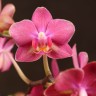 Phal. Chi Yueh Little Red Riding Hood 2.5''